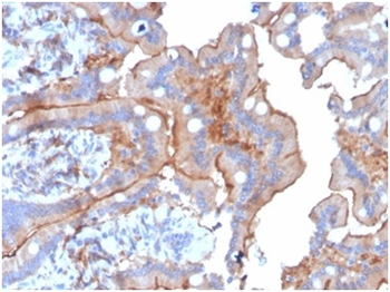 LYZ Antibody