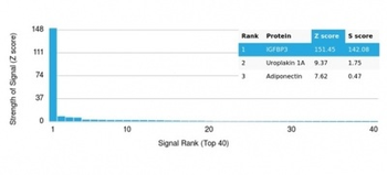 IGFBP3 Antibody