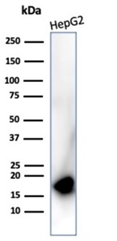 Recombinant P16INK4a Antibody