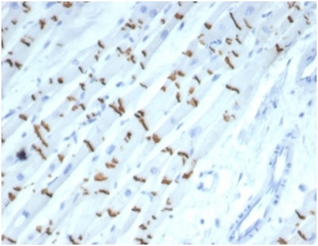 Recombinant N-Cadherin / Cadherin-2 / CD325 (NCAD) Antibody