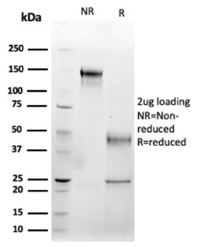 FASLG Antibody