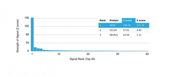 Apolipoprotein E / APOE Antibody