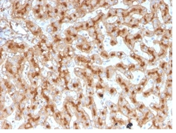 Apolipoprotein E / APOE Antibody