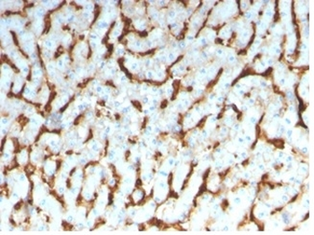 Apolipoprotein D / APO-D Antibody