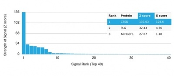 Cathepsin D (Tumor Marker) Antibody