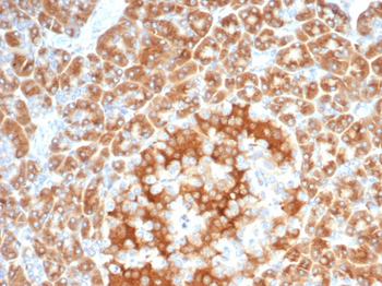 EBAG9 Antibody