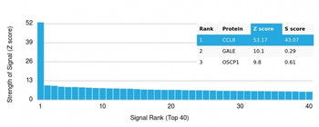 Monocyte Chemotactic Protein 2 (MCP2) / CCL8 Antibody