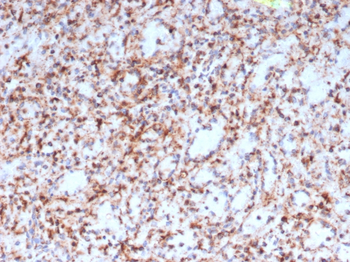 RETN Antibody