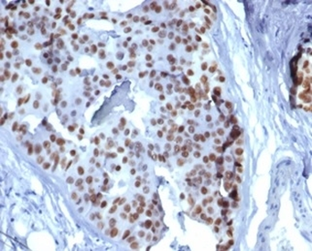 GATA3 Antibody