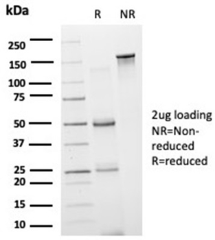 GRAMD4 (Transcription Factor) Antibody