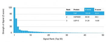 Fibroblast Activation Protein Alpha / FAP-1 Antibody