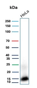 FABP5 Antibody