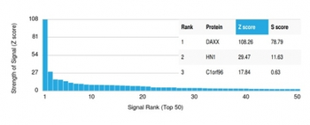 DAXX (Transcriptional Corepressor) Antibody