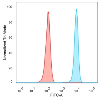 DAXX (Transcriptional Corepressor) Antibody