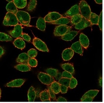 DAXX (Transcriptional Corepressor) Antibody