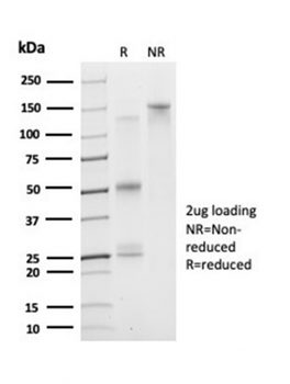 DAXX (Transcriptional Corepressor) Antibody