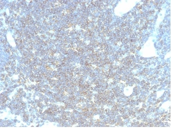 CD48 (Pan Leukocyte Marker) Antibody
