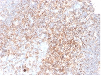 CD48 (Pan Leukocyte Marker) Antibody