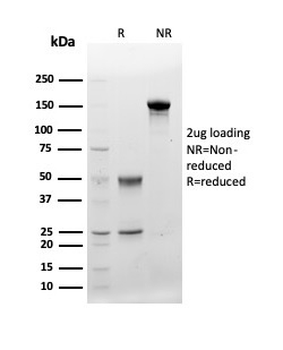 CD48 (Pan Leukocyte Marker) Antibody