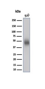 CD48 (Pan Leukocyte Marker) Antibody