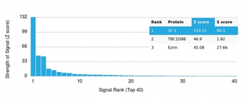 Steroidogenic Factor 1 (SF-1) (Transcription Factor) Antibody