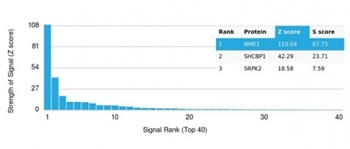 Nucleoside Diphosphate Kinase A / nm23-H1 Antibody