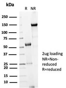 Recombinant Cdc20 (Cell Division Cycle Protein 20) Antibody