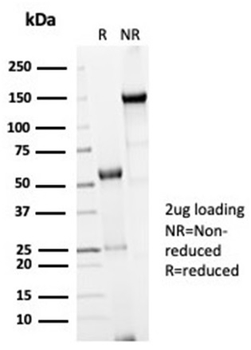 Recombinant Cdc20 (Cell Division Cycle Protein 20) Antibody