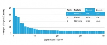 NEUROD2 (Neurogenic Differentiation 2) (Transcription Factor) Antibody