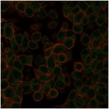NEUROD2 (Neurogenic Differentiation 2) (Transcription Factor) Antibody