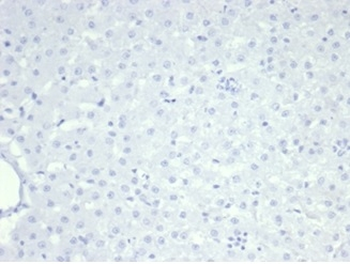 Recombinant Nucleolin (Marker of Human Cells) Antibody
