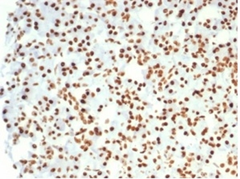 Recombinant Nucleolin (Marker of Human Cells) Antibody