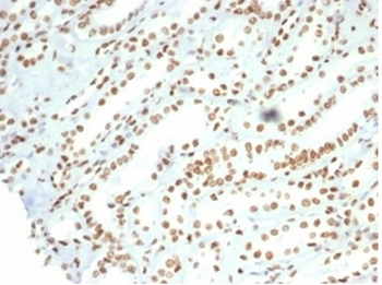 Recombinant Nucleolin (Marker of Human Cells) Antibody
