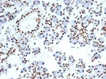 Recombinant Nucleolin (Marker of Human Cells) Antibody