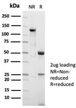 Recombinant Nucleolin (Marker of Human Cells) Antibody