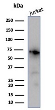 Recombinant Nucleolin (Marker of Human Cells) Antibody