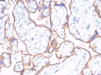 Recombinant CD59 / Complement Regulatory Protein / Protectin Antibody