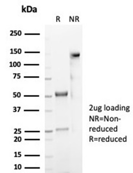 CD59 Antibody
