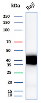 CD48 (Pan Leukocyte Marker) Antibody