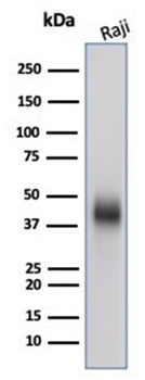 CD48 (Pan Leukocyte Marker) Antibody