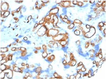 CD34 (Hematopoietic Stem Cell &Endothelial Marker) Antibody