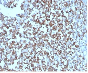 CD27 (Tumor Necrosis Factor Receptor Superfamily 7) Antibody