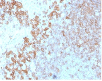 CD27 (Tumor Necrosis Factor Receptor Superfamily 7) Antibody