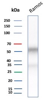 CD27 (Tumor Necrosis Factor Receptor Superfamily 7) Antibody
