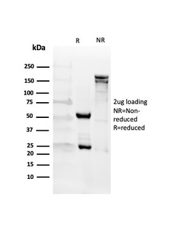 CD27 (Tumor Necrosis Factor Receptor Superfamily 7) Antibody