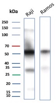 CD27 (Tumor Necrosis Factor Receptor Superfamily 7) Antibody