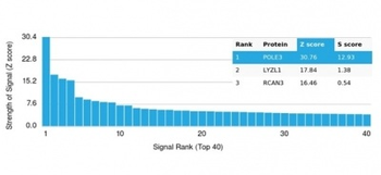 POLE3 / CHRAC17 Antibody