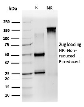 ZNF639 / ZASC1 (Transcription Factor) Antibody