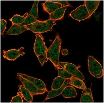 ZNF639 / ZASC1 (Transcription Factor) Antibody
