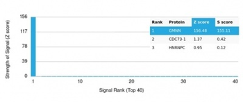Recombinant Geminin / DNA Replication Inhibitor Antibody